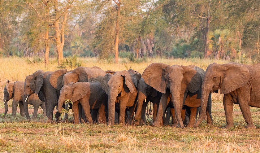 Elephants Missing Tusks